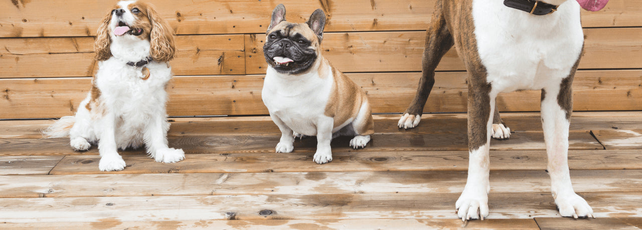 brown and white dogs